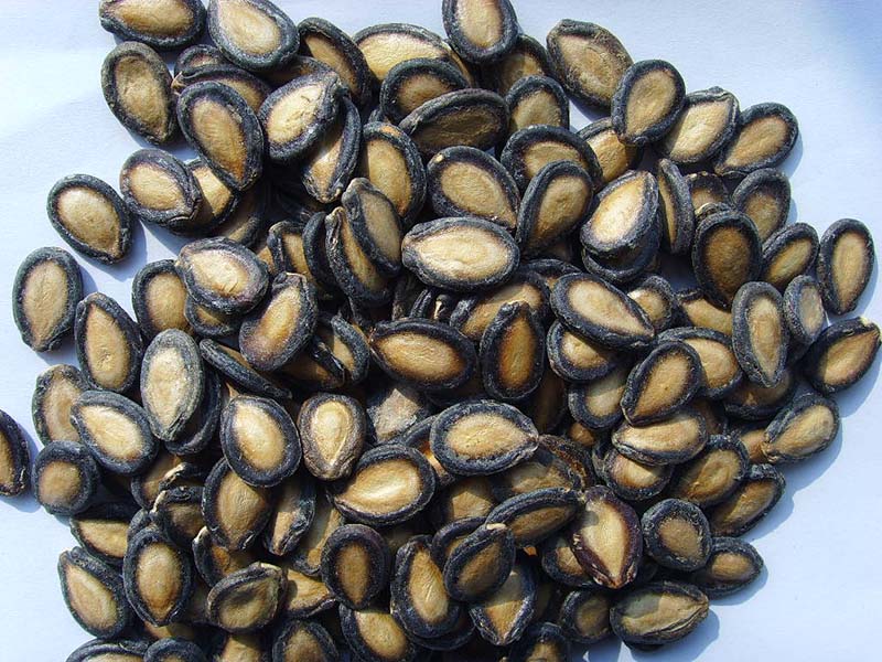 黑瓜子Black Watermelon Seeds (big size,11cm,11