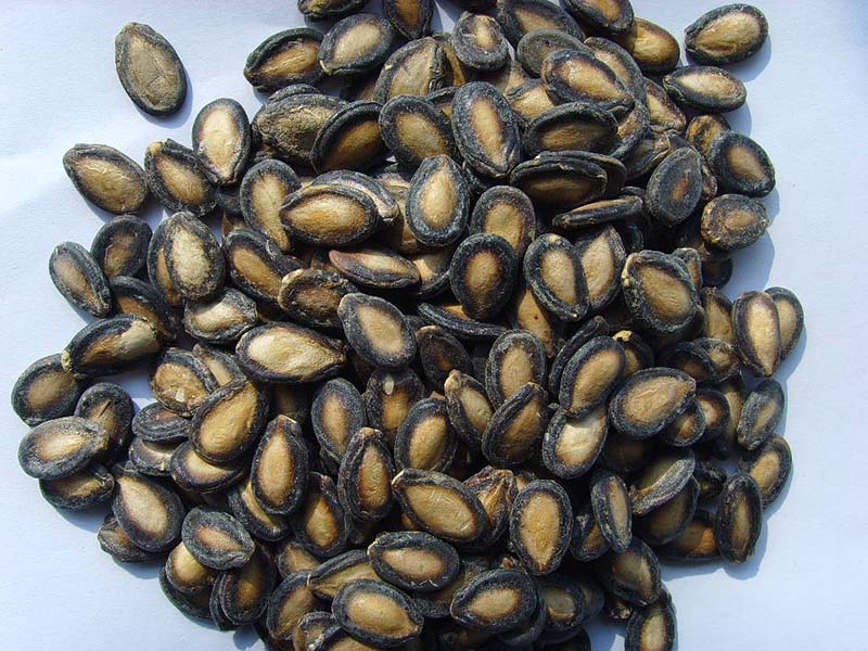 黑瓜子Black Watermelon Seeds (small size,9cm, 10