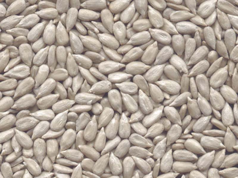 面包级葵仁Bakery grade Sunflower Seeds Kernels