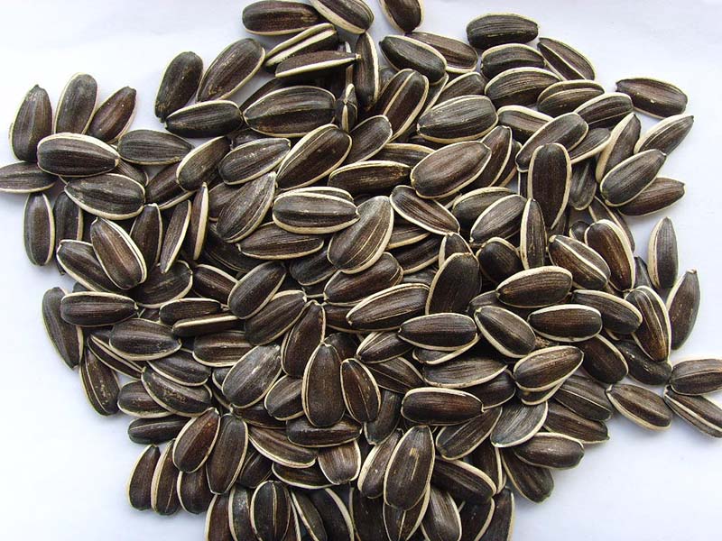 葵花籽Sunflower Seeds,5135