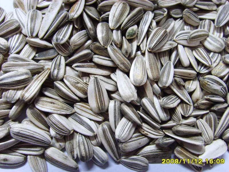 葵花籽Sunflower Seeds (small size)