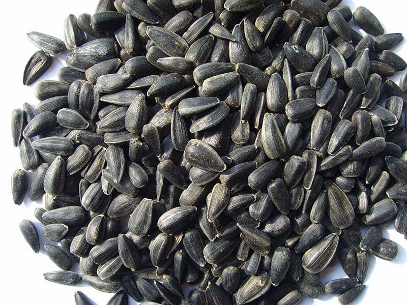 油葵Black Oil Sunflower Seeds