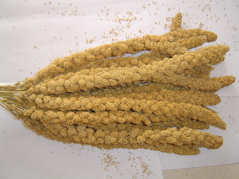 谷穗Yellow Red Millet Spray (8, 10, 12 inch)