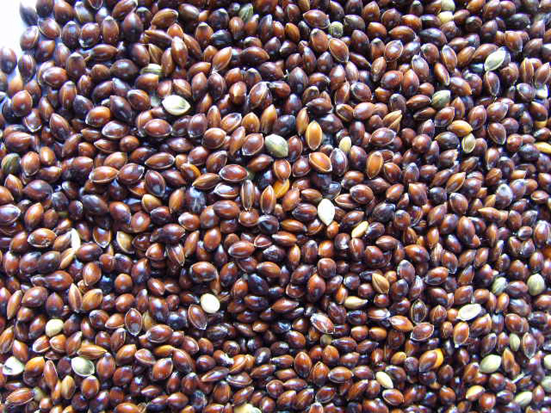 黑黍子Black Broomcorn Millet